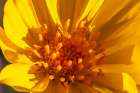 USA, California, Anza Borrego Desert State Park. Goldfields blossom close-up. Art Print